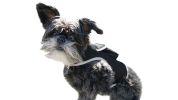 Collar Attached GSM Rechargeable Cat Locator Device GPS Realtime Tracker w/ App Size:L
