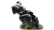 Comfortable Collar Mount Waterproof GSM GPRS GPS Pet Tracking Devices Size:L