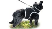 Comfortable Collar Mount Waterproof GSM GPRS GPS Pet Tracking Devices Size:L