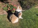 Get Highly Precise Readings w/ Pet Tracker Mini Dog Tracking Collar Device Size:L