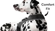 Collar Attached GSM Rechargeable Cat Locator Device GPS Realtime Tracker w/ App Size:L