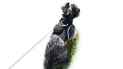 Collar Attached GSM Rechargeable Cat Locator Device GPS Realtime Tracker w/ App Size:L